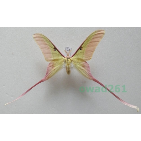 Actias dubernardi (Oberthür, 1897) male ex. ovo China 76mm24